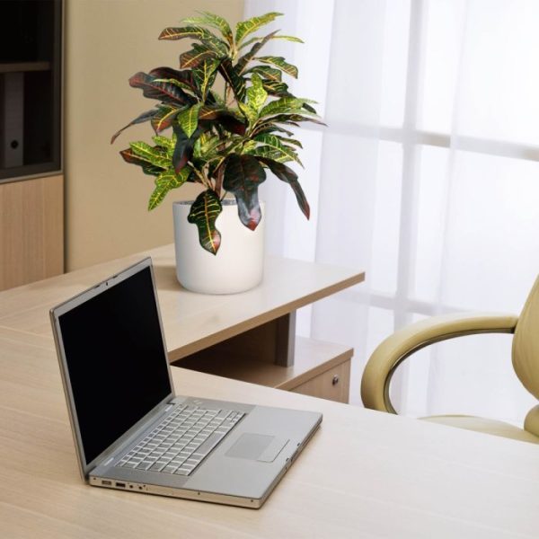 Croton-Windowplant-50cm-5 Croton Windowplant 50cm 5