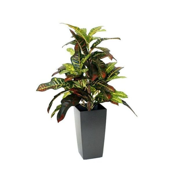 Croton-Windowplant-50cm-6 Croton Windowplant 50cm 6