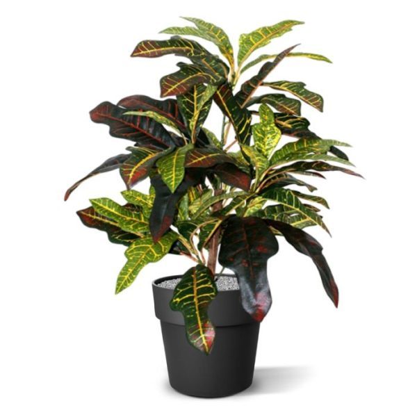 Croton-Windowplant-50cm-8 Croton Windowplant 50cm 8