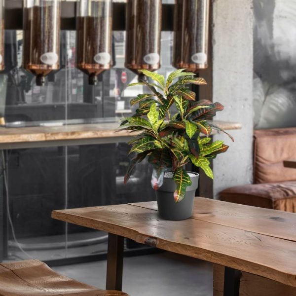 Croton-Windowplant-50cm-9 Croton Windowplant 50cm 9