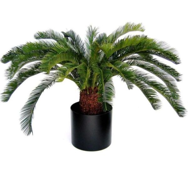 komt deze Cycas palm perfect tot zijn recht in een luxe kantoorgebouw of ontvangstruimte.