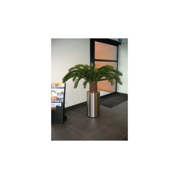 Met deze gigantische Cycas palm haalt u een echte blikvanger van ongekende kwaliteit in huis. De Cycas is gemaakt van hoogwaardige materialen en heeft een hoogte van ongeveer 140 cm. De diameter van de gehele plant meet ongeveer 150 cm en bevat maar liefst 34 grote bladeren! De stam is zeer goed nagemaakt met polystone materialen. De boom wordt standaard geleverd in plastic pot