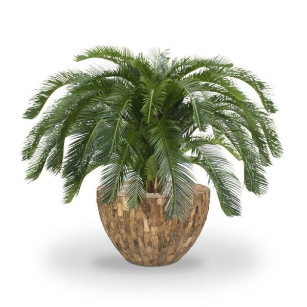 zodat deze eenvoudig in een luxe overpot kan worden gezet. Door zijn zeer natuurgetrouwe uitstraling