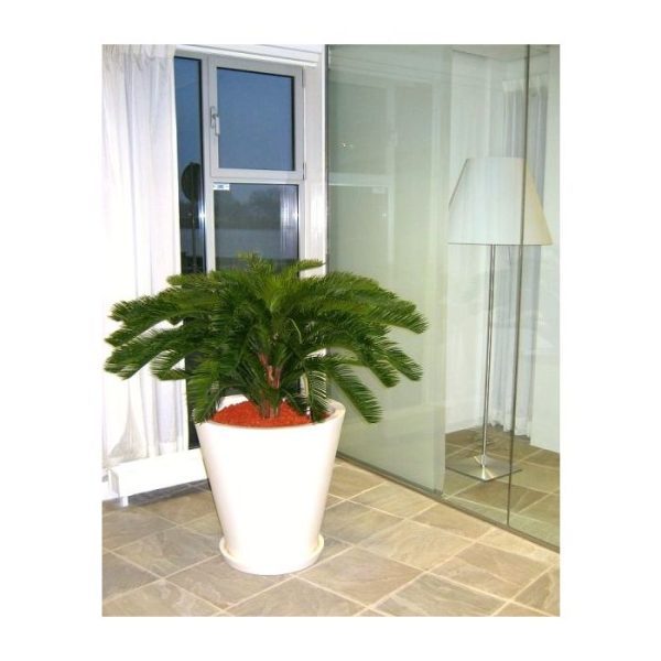 komt deze Cycas palm perfect tot zijn recht in een luxe kantoorgebouw of ontvangstruimte.