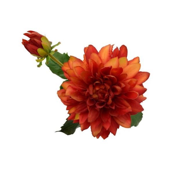 roze en oranje. Vanaf 12 stuks kunt u gebruik maken van de voordeel prijs.