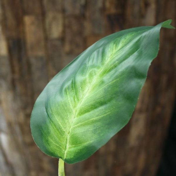 Dieffenbachia kunstblad Het Dieffenbachia kunstblad wordt veel gebruikt als basis in kunstboeketten. Het zijden blad heeft een formaat van 15 cm lang en 9