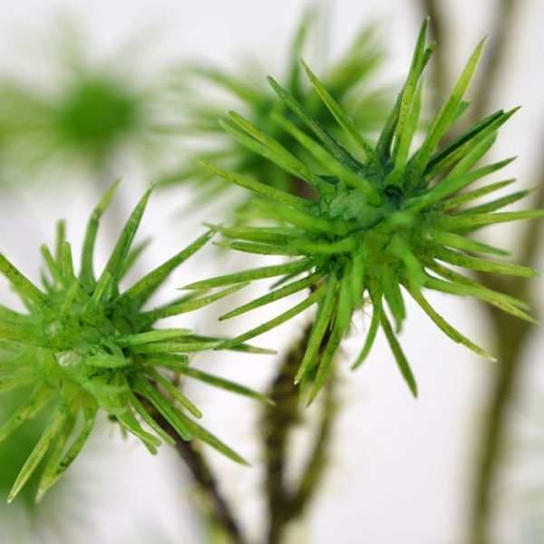 Distel kunsttak 80 cm groen 2