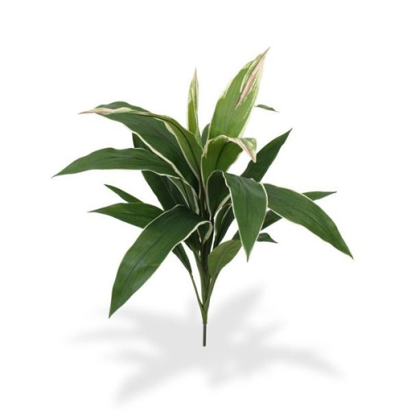Draceana-Boeket-bont-60-cm-4 Draceana Boeket bont 60 cm 4