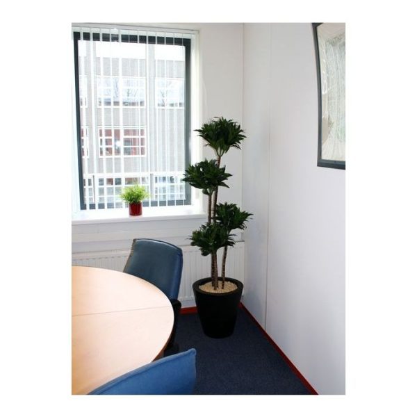 Draceana Fragrans 145cm 2