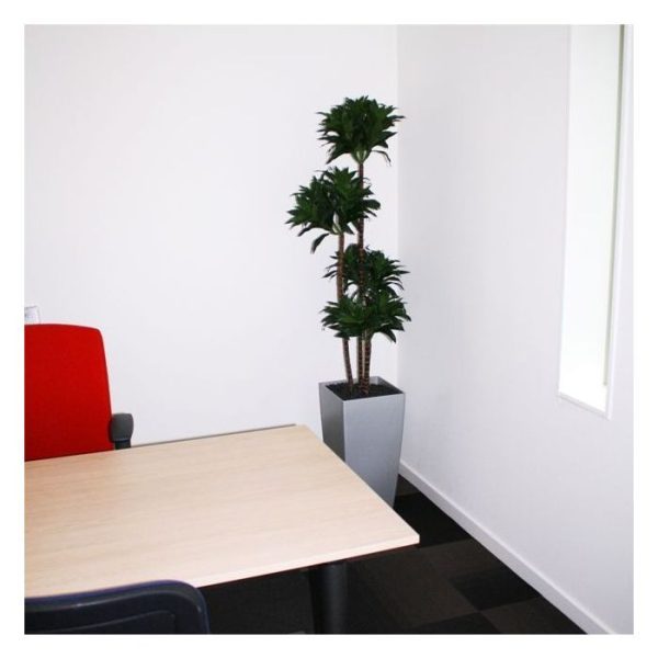 Draceana Fragrans 145cm 3