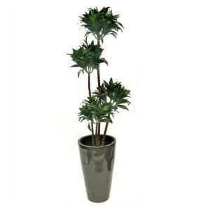 Deze schitterende kopie van de Draceana Fragrans lijkt wel heel erg veel op het echte exemplaar. Extra aandacht is gegeven aan de stammen