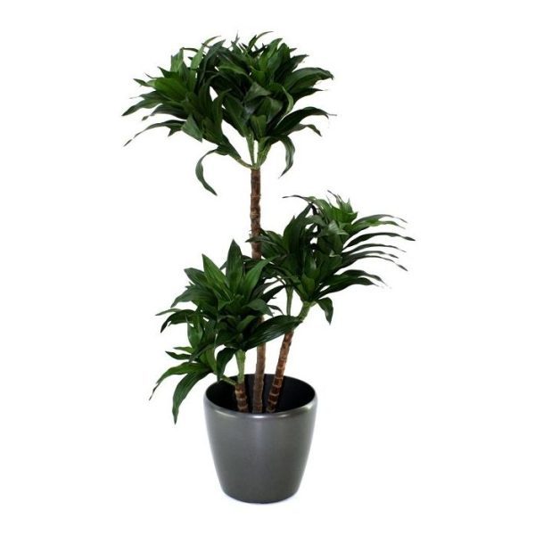 Draceana Fragrans 85cm 3