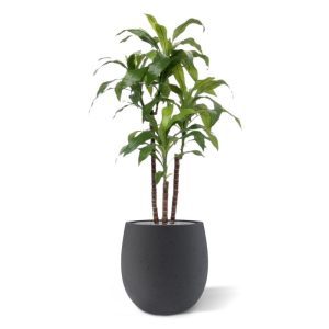 Deze schitterende kopie van de Draceana Fragrans lijkt wel heel erg veel op het echte exemplaar. Extra aandacht is gegeven aan de stammen