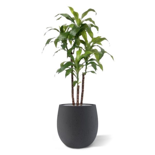 Deze schitterende kopie van de Draceana Fragrans lijkt wel heel erg veel op het echte exemplaar. Extra aandacht is gegeven aan de stammen