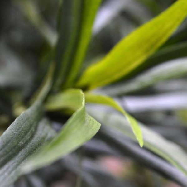 Draceana Reflexa Anita 75 cm kunstplant 3