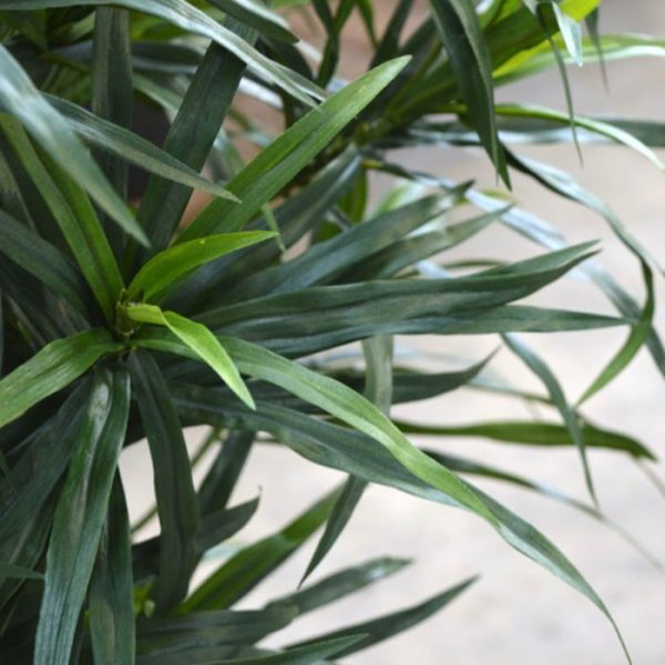 Draceana Reflexa Anita 75 cm kunstplant 4