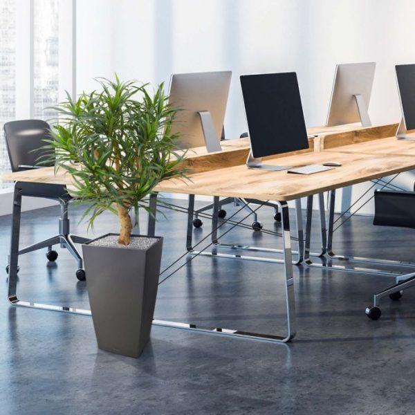 Draceana-Reflexa-Anita-95-cm-kunstplant-6 Draceana Reflexa Anita 95 cm kunstplant 6