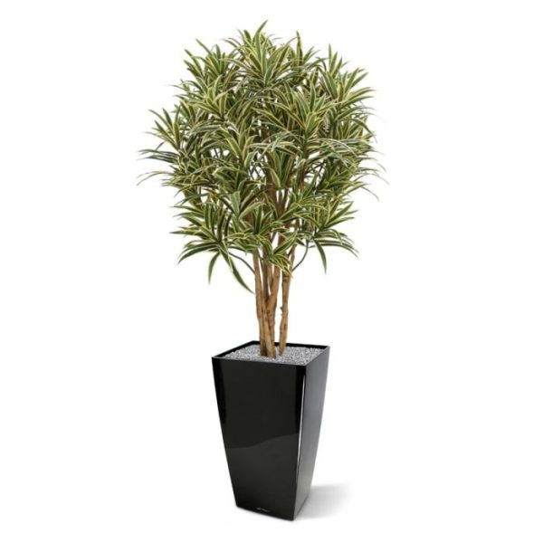Kunstbomen dat versterkt wordt door de echte houten stammen. De Draceana Reflexa is ongeveer 100 cm hoog en is geschikt voor een veelvoud aan potten. Standaard wordt de plant geleverd in een plastic pot. Door de plant in een hoge sierpot te plaatsen ontstaat een hele luxe combinatie voor thuis of op kantoor!