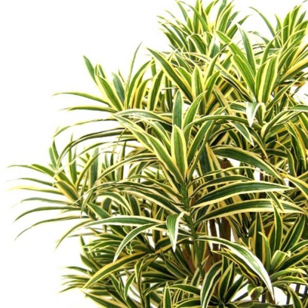 Draceana-Reflexa-kunstplant-100-cm-3 Draceana Reflexa kunstplant 100 cm 3