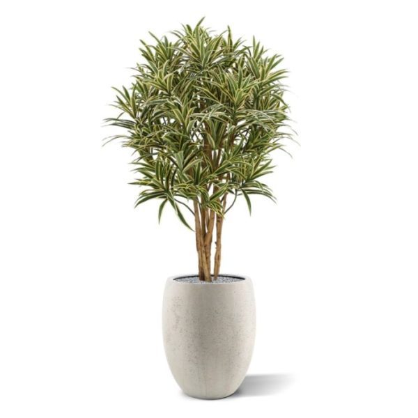 Draceana Reflexa kunstplant 100 cm Deze schitterende kopie van de Draceana Reflexa lijkt wel heel erg veel op het echte exemplaar en zou je zo water geven! Extra aandacht is uitgegaan naar het natuurlijke karakter