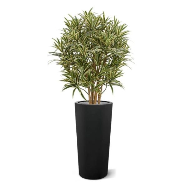 Draceana-Reflexa-kunstplant-100-cm-9 Draceana Reflexa kunstplant 100 cm 9
