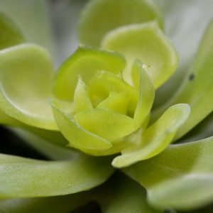 De Echeveria Setosa kunstboeket