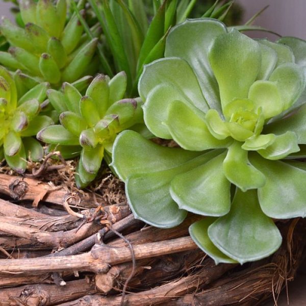 Echeveria Setosa kunstboeket 6