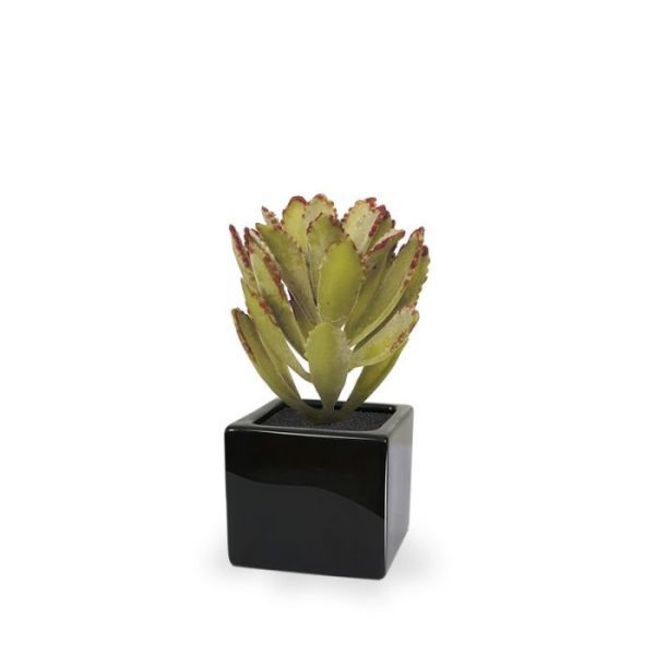 Echeveria-Velvet-Boeket-15-cm-5 Echeveria Velvet Boeket 15 cm 5