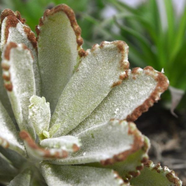 Echeveria-Velvet-Boeket-15-cm-6 Echeveria Velvet Boeket 15 cm 6