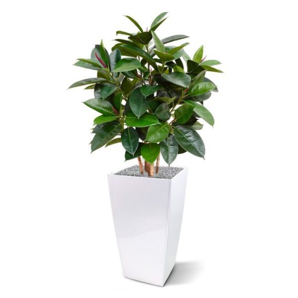 Kunstplanten groot bladerige bladplant met een hoogte van zo'n 85-90 cm. De diepgroene bladeren brengen sfeer en warmte in uw interieur. Door de mooi gevulde afmetingen is deze kunstplant voor veel doeleinden geschikt. Zo kan de Robusta kunstplant geplaatst worden op een hoge slanke plantenbak