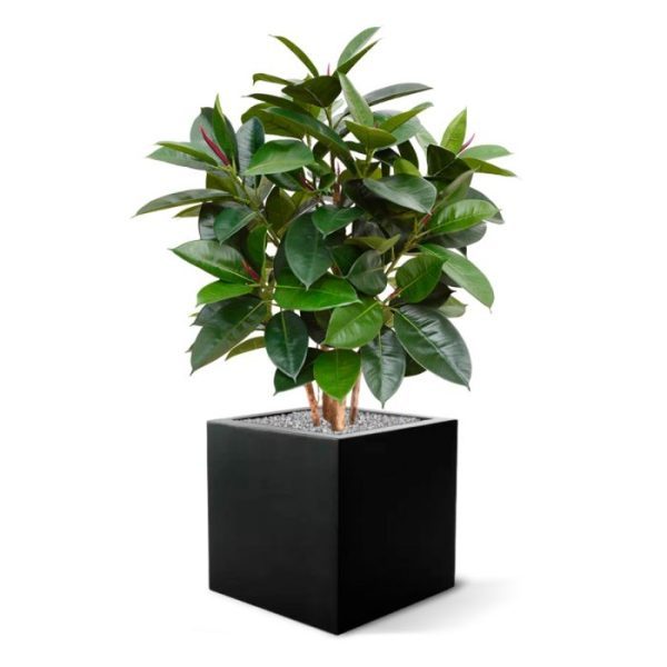 Groene kunstplanten maar ook op een klassiek model ronde sierpot. De Elastica Robusta wordt in een standaard plastic binnenpot geleverd. Deze kunstplant is brandvertragend behandeld en zal in open vuur niet snel ontbranden. Derhalve voldoen ze aan de gestelde normen.