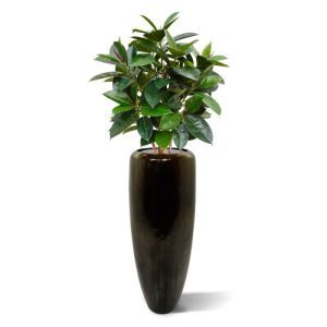 De Elastica Robusta is een schitterende