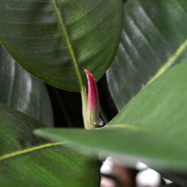 Elastica-Robusta-90-cm-groen-FR-4 Elastica Robusta 90 cm groen FR 4