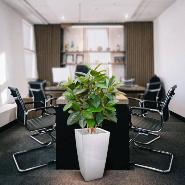 Elastica-Robusta-90-cm-groen-FR-6 Elastica Robusta 90 cm groen FR 6