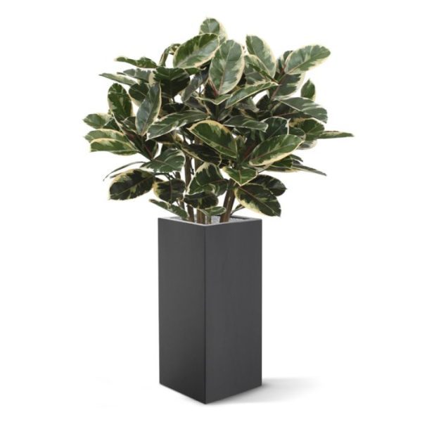 Kunstplanten grootbladerige bladplant met een hoogte van zo'n 100 cm. De Robusta is bijzonder geschikt voor decoratie van hoogwaardige ruimtes. De bonte bladeren brengen bovendien kleur in het interieur! De Elastica Robusta wordt in een plastic binnenpot geleverd.
