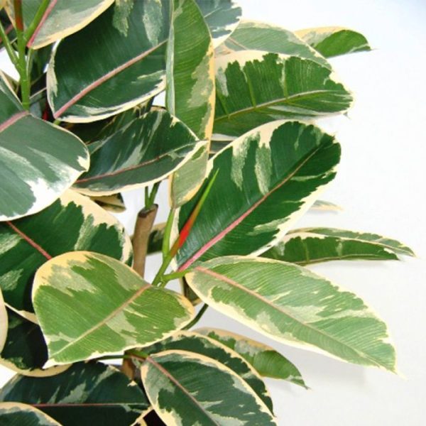 Elastica-Robusta-kunstplant-100-cm-3 Elastica Robusta kunstplant 100 cm 3