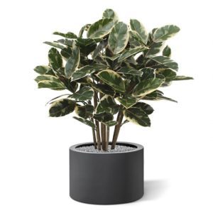 De Elastica Robusta is een schitterende