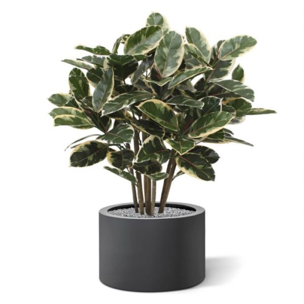 Elastica Robusta kunstplant 100 cm De Elastica Robusta is een schitterende