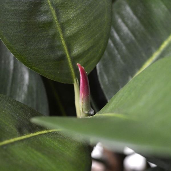 Groene kunstplanten maar ook op een klassiek model ronde sierpot. De Elastica Robusta wordt in een standaard plastic binnenpot geleverd.
