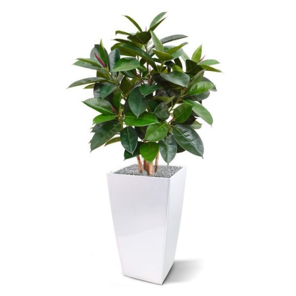 Elastica-Robusta-kunstplant-90-cm-groen-9 Elastica Robusta kunstplant 90 cm groen 9
