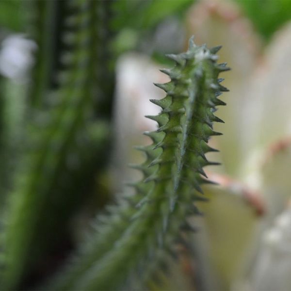 Euphorbia Mini Cactus kunstboeket 20 cm De Euphorbia Mini Cactus (ingens) ziet er met zijn stekels uit als een cactus maar hij behoort eigenlijk tot de wolfsmelk familie. Het melksap is zeer giftig maar daar heeft u bij deze kunst variant natuurlijk gaan last van. Daarom is dit kunstboeket uitermate geschikt als tafelplantje of voor decoratieve arrangementen in de horeca. De kunst Euphorbia heeft 16 stekerige stengels met een totale hoogte van ongeveer 22 cm (inclusief steel). De breedte bedraagt circa 10 cm. Deze mini cactus wordt als steker geleverd zonder pot.Vanaf 6 stuks profiteert u van een korting op de prijs.
