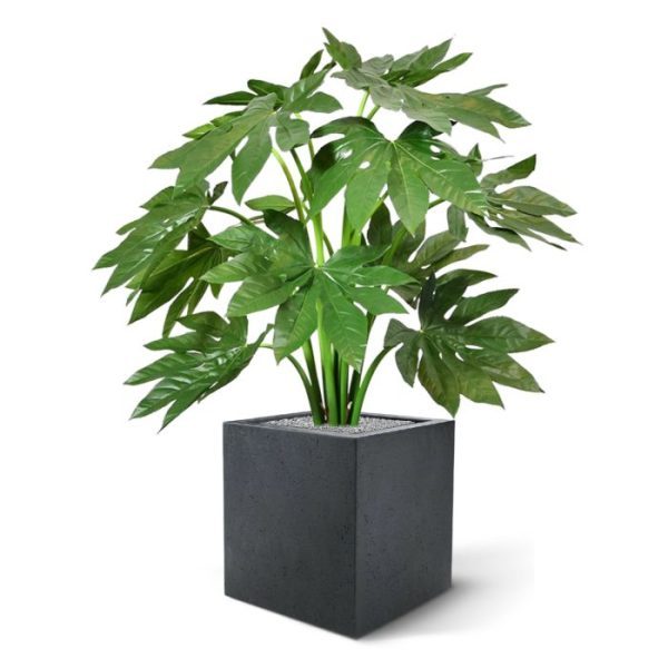 is een geweldige en zeer aantrekkelijke plant. En haar bladeren? Die kennen we allemaal uit de boeketten waarin ze veelvuldig als basis verwerkt worden. De grote