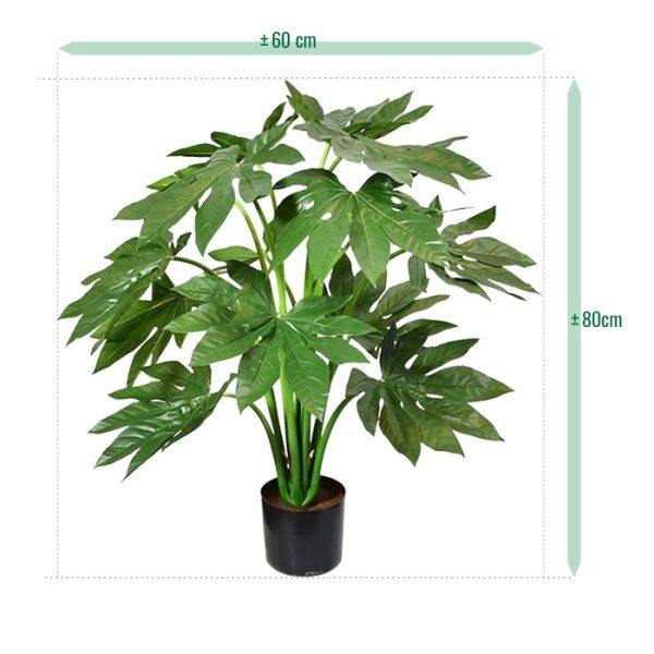 donkergroene bladeren hebben doorgaans acht 'lobben' ofwel vingers