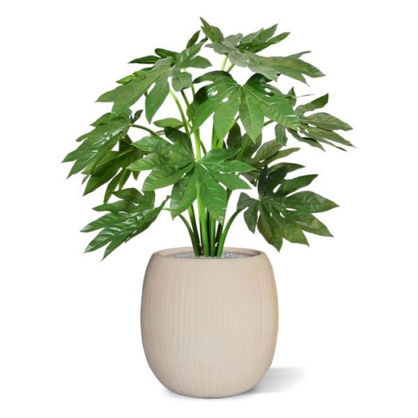 Deze kunst Fatsia Japonica