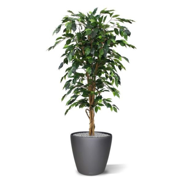 Ficus-Benjamini-Kunstboom-150-cm-3 Ficus Benjamini Kunstboom 150 cm 3