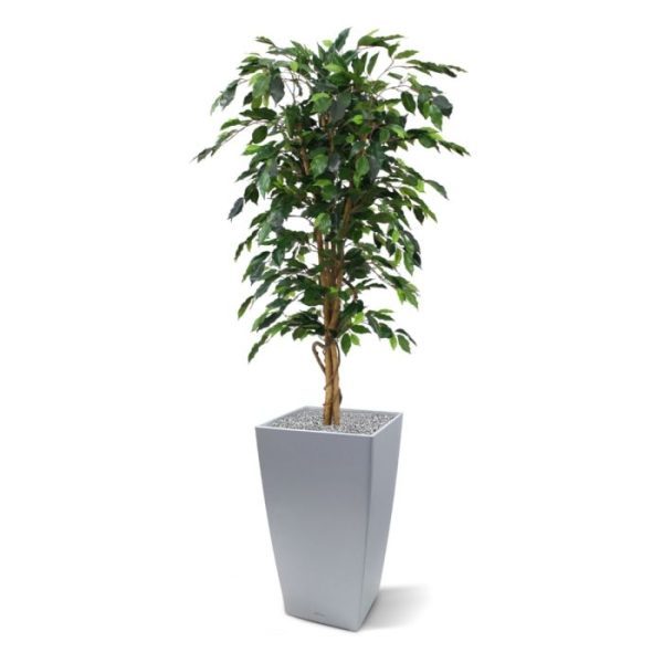 Ficus Benjamini Kunstboom 150 cm De meestverkochte kunstboom van Nederland!   Deze kunstzijden Ficus is gemaakt uit meer dan 800 blaadjes