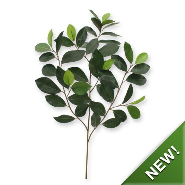 Ficus Compact Tak x 52 FR 7