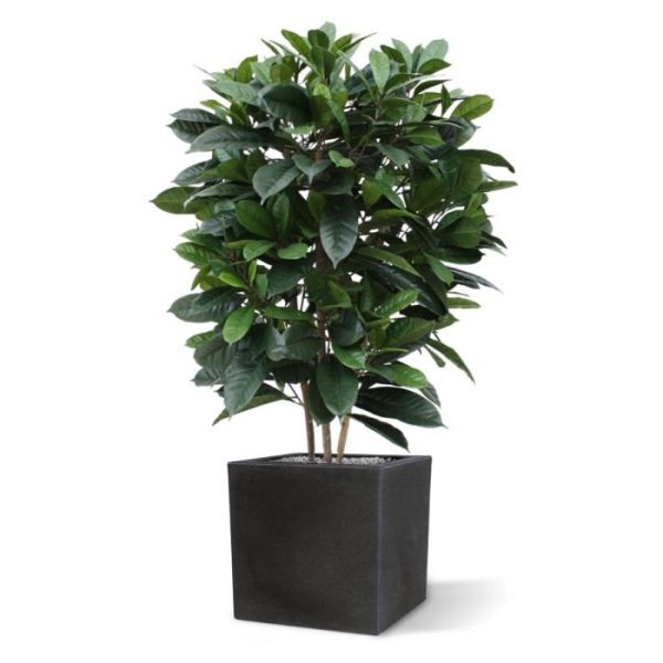 Ficus Cyathistipula 120 cm Deluxe kunstplant 3
