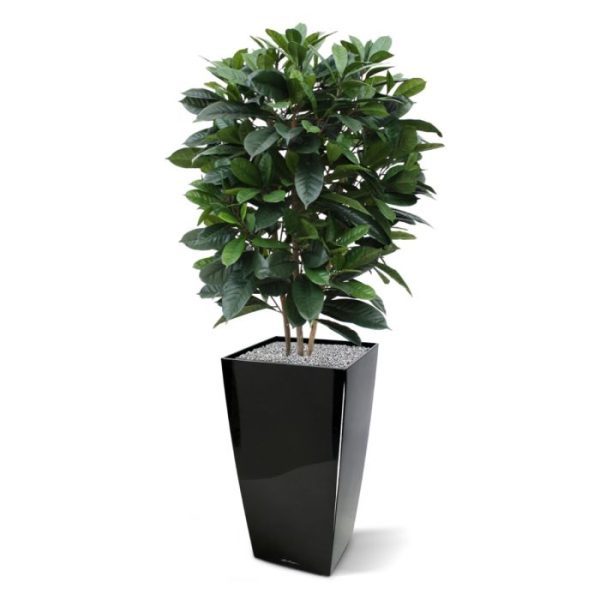 Uiterst natuurgetrouw nagemaakte kunstzijden Ficus van het bladtype Cyathistipula. Door zijn speciale 3D constructie is hij haast niet van echt te onderscheiden! De bladkleur is groen en de totale hoogte is circa 120 cm. De boom is zeer geschikt voor luxe kantoren of decoratie van luxe woonruimtes. Doordat de boom op echte houten stammen is opgebouwd en over zeer veel blad beschikt behoort de boom absoluut tot het topsegment! Standaard wordt de boom geleverd in een plastic pot.