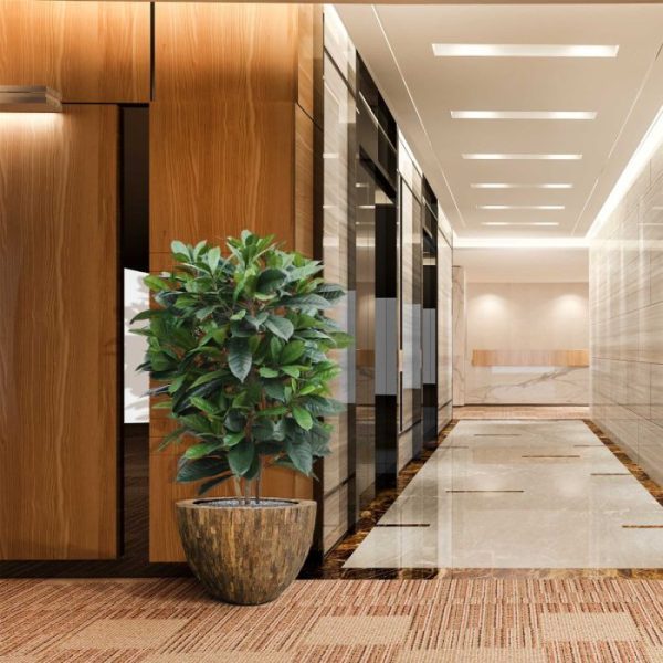 Ficus Cyathistipula 120 cm Deluxe kunstplant 8